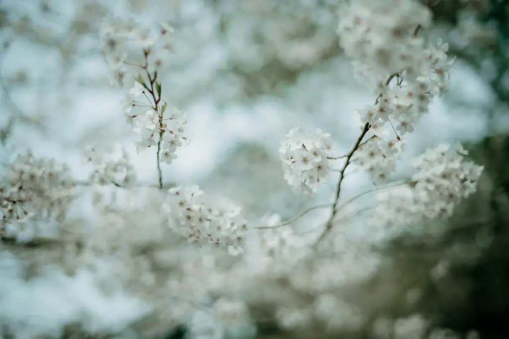 Weiße Apfelblüten